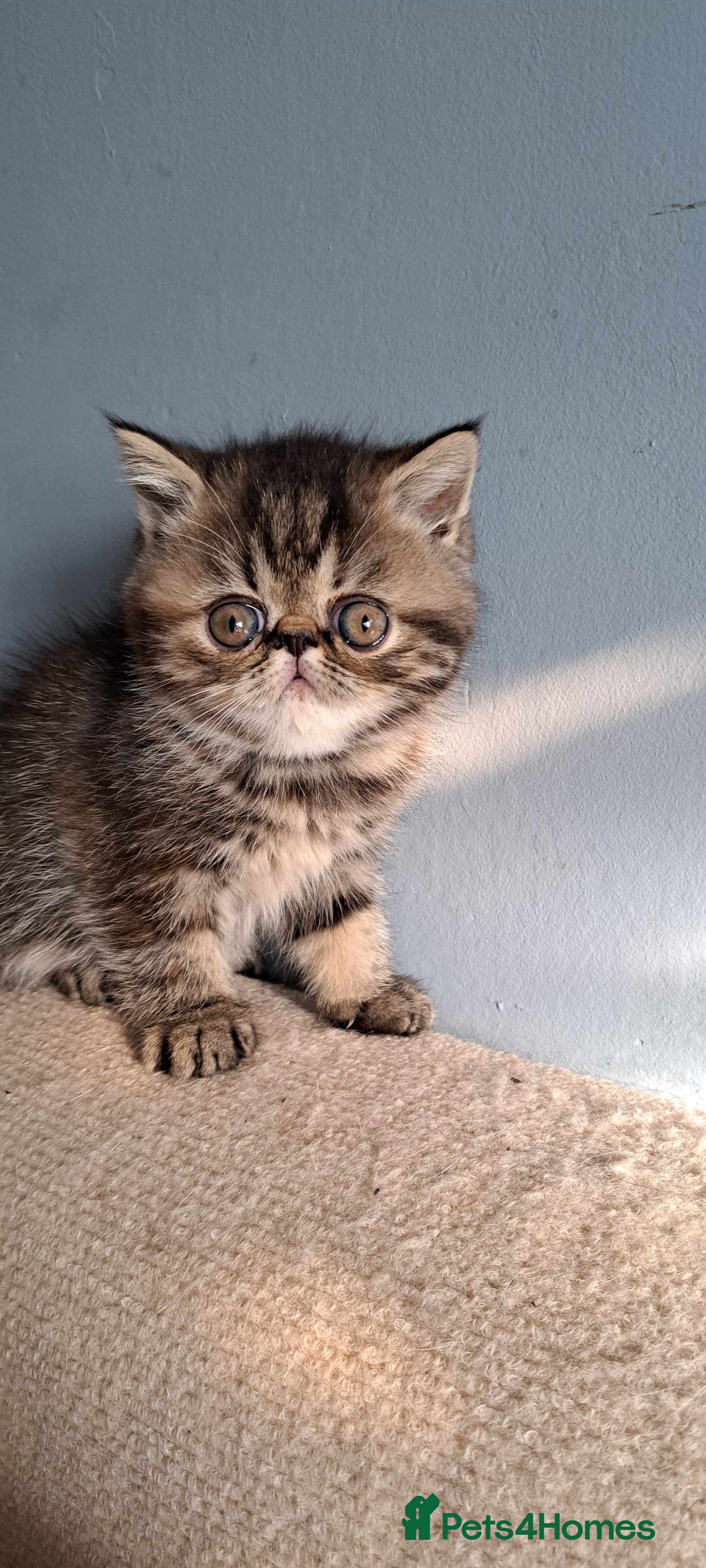Exotic cats for sale: Gorgeous Exotic kittens in Leigh-on-Sea - Advert 7