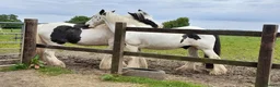 Irish Cob horses for sale: Ride & drive heavy cob  - Advert 5