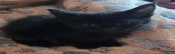 Mixed Breed cats for sale: Snow bengal cross turkish angora kittens  - Advert 5