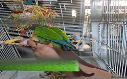 Conures birds for sale: Pair of black capped conures  - Image 2