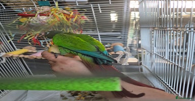 Conures birds - Advert 5