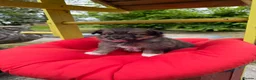 Pomeranian dogs for sale:  April fools Pomeranian puppies - Advert 15