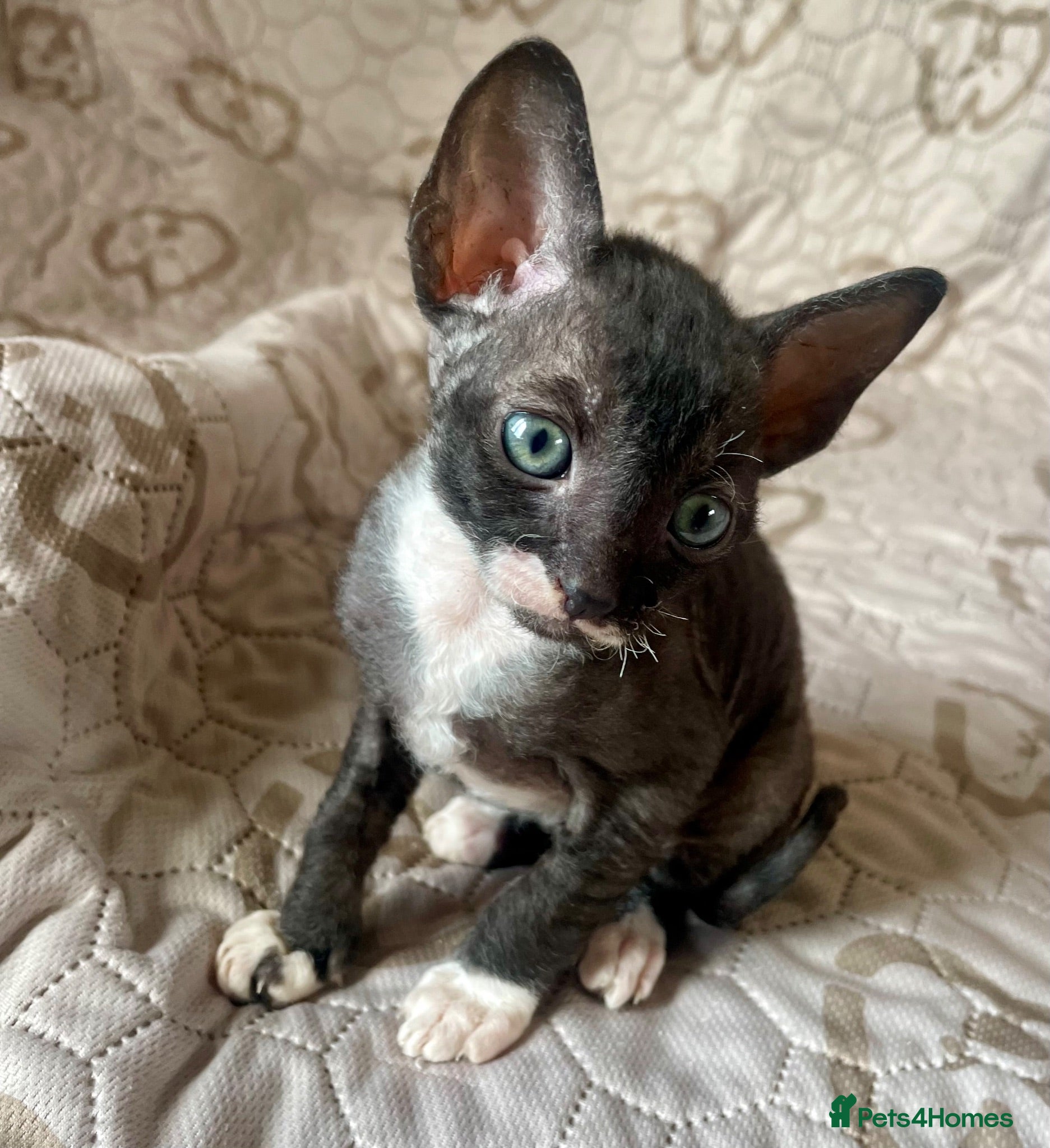Cornish Rex cats ***Beautiful Cornish Rex Girls***  - Advert 1