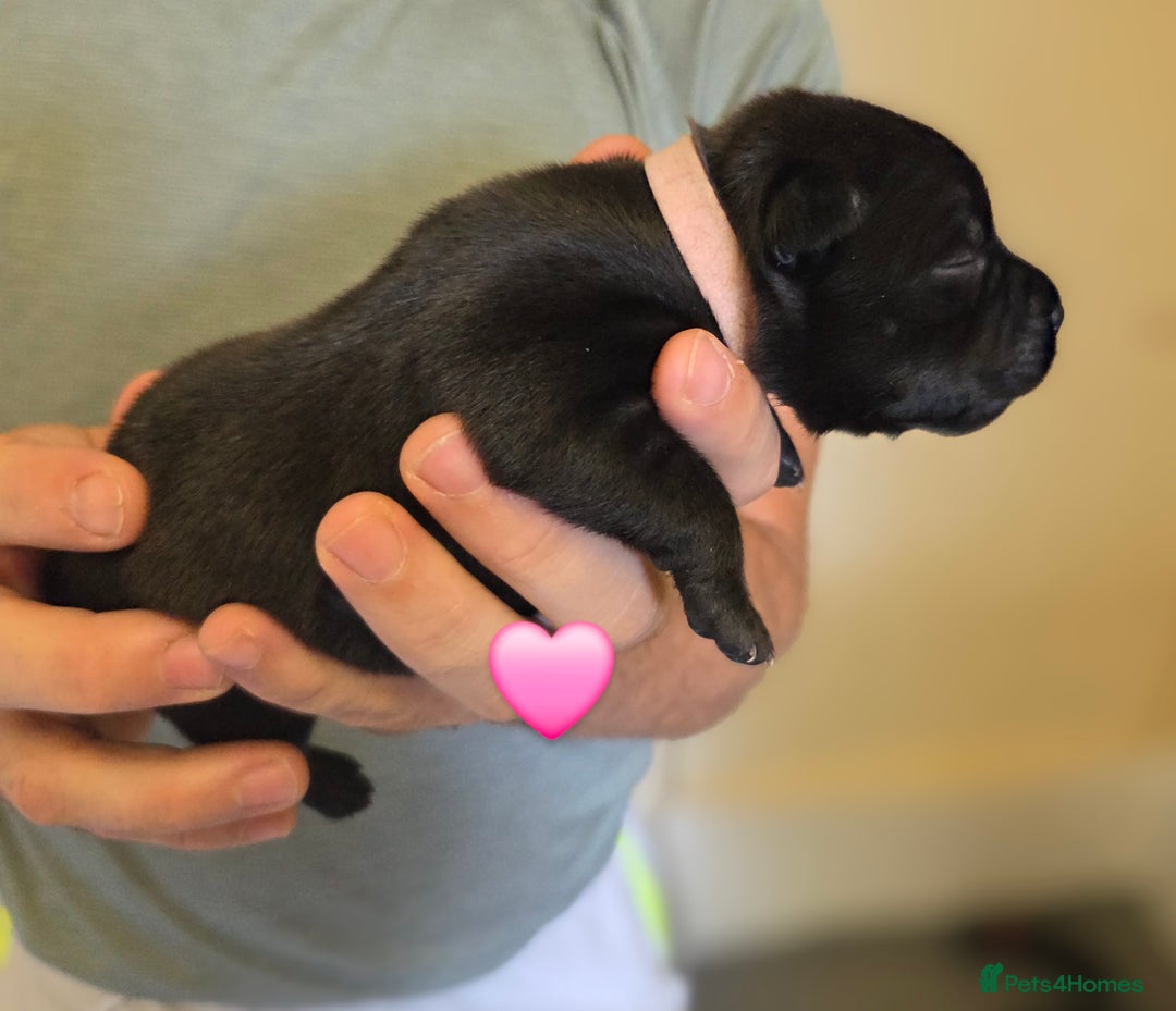 Staffordshire Bull Terrier dogs for sale: Beautiful Staffy Puppies (Blue and Black) - Image 18