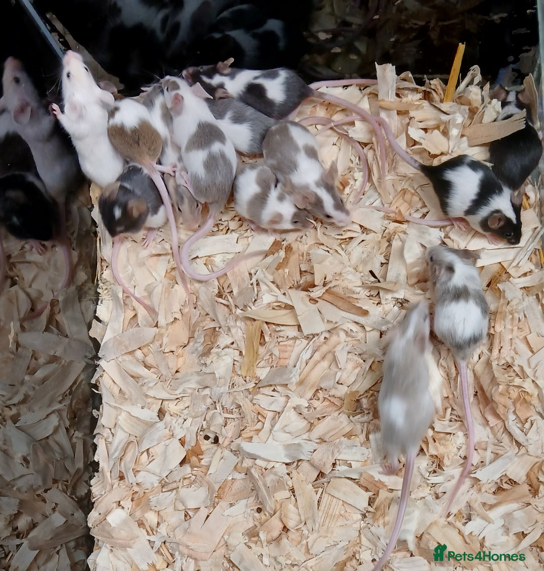 Mouse rodents for sale: Baby Fancy Pet Mice , Females available  - Image 8