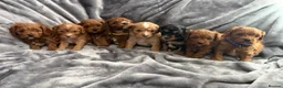 Cavapoo dogs for sale: EXTENSIVELY HEALTH TESTED F1?CAVAPOO BABIES  - Advert 11