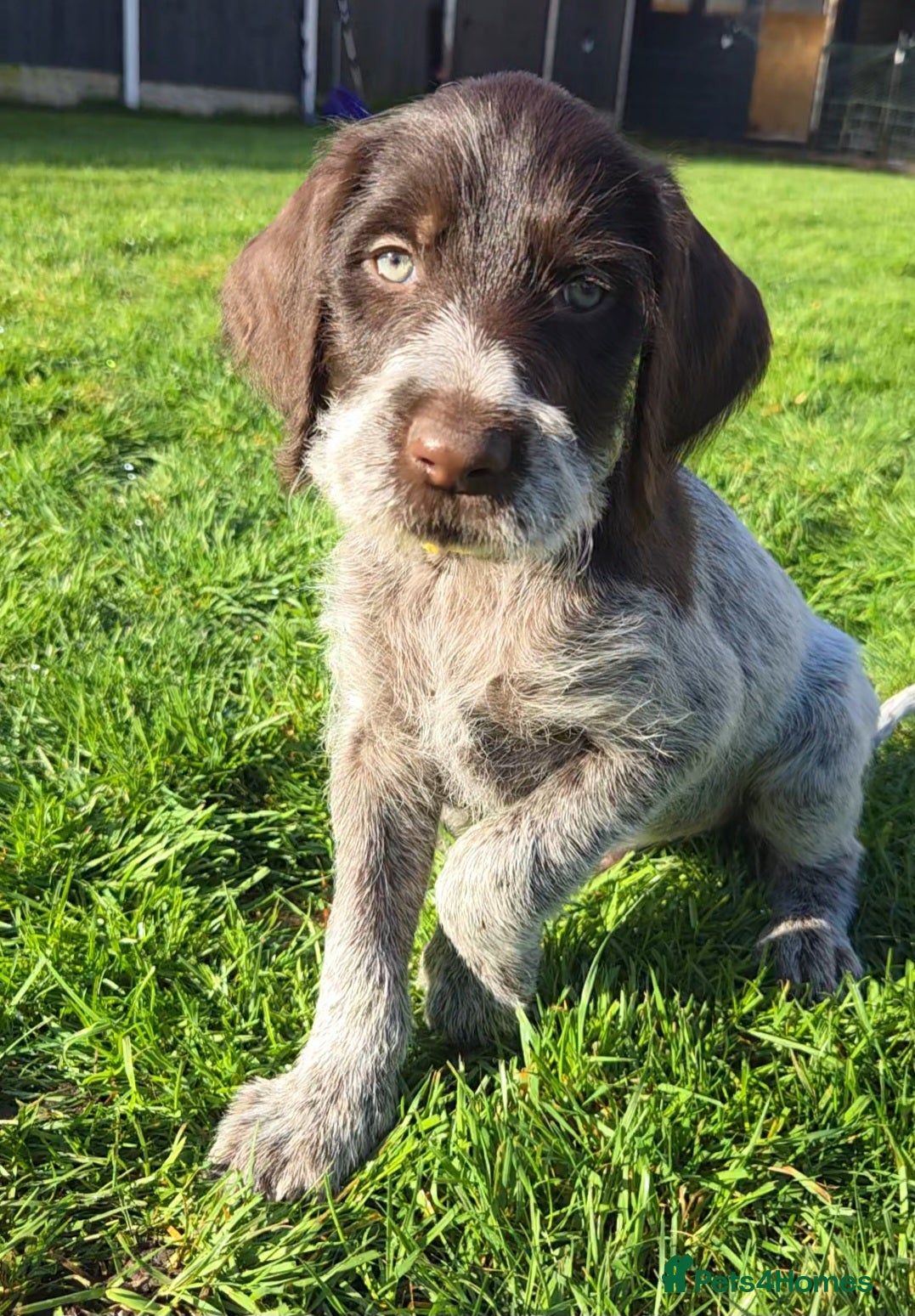 German Wirehaired Pointer dogs Ready to Go!! German Wirehaired GWP Pups - Advert 14