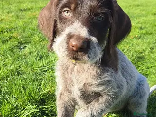 German Wirehaired Pointer dogs Ready to Go!! German Wirehaired GWP Pups - Advert 14