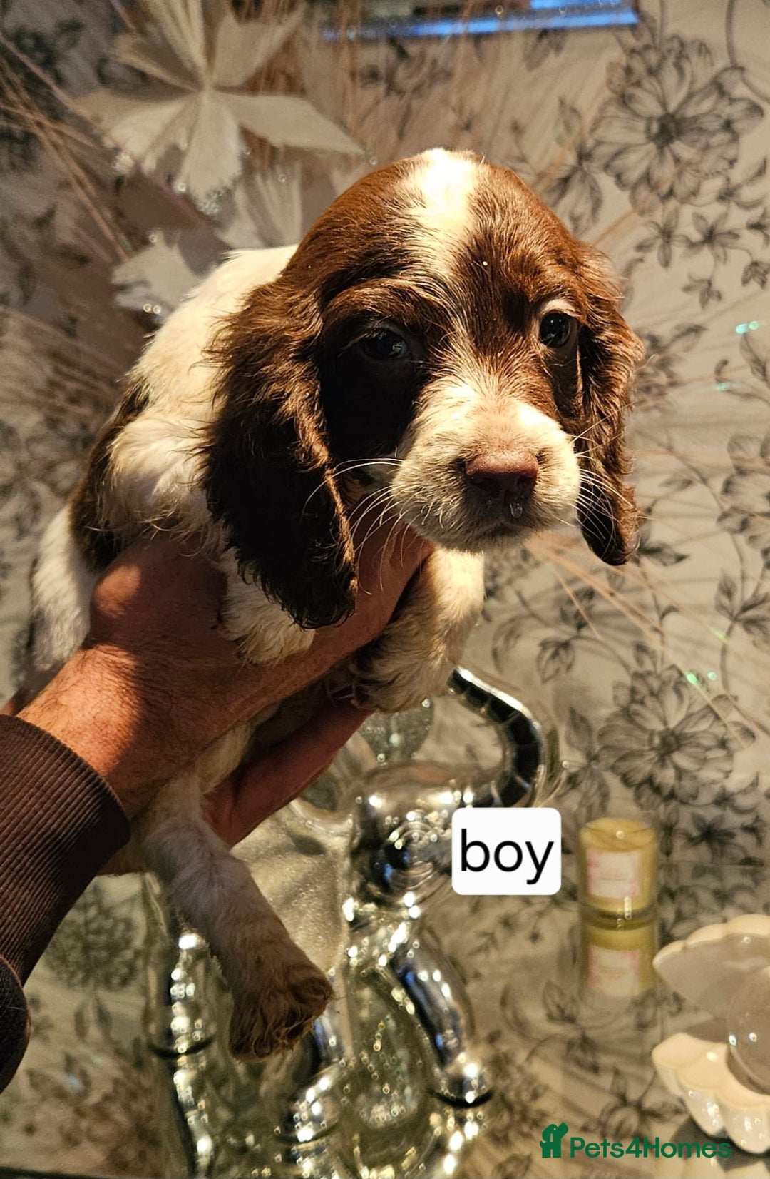 Cocker Spaniel dogs for sale: Beautiful cocker spaniels  - Advert 4