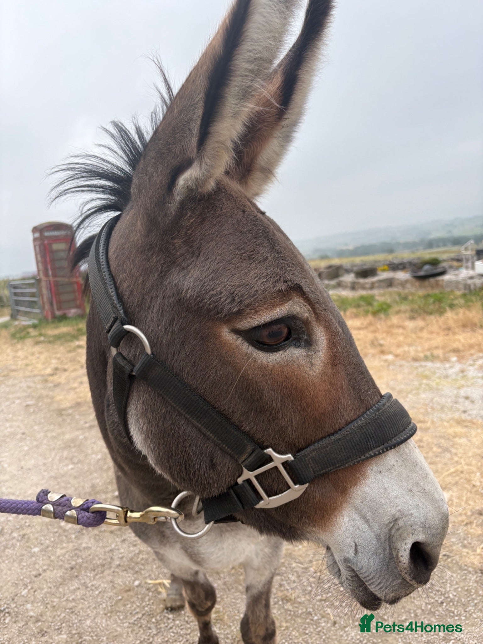 Donkey livestock Stunning Nelly  - Advert 13
