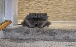 Scottish Fold cats for sale: Ell profile  - Advert 2