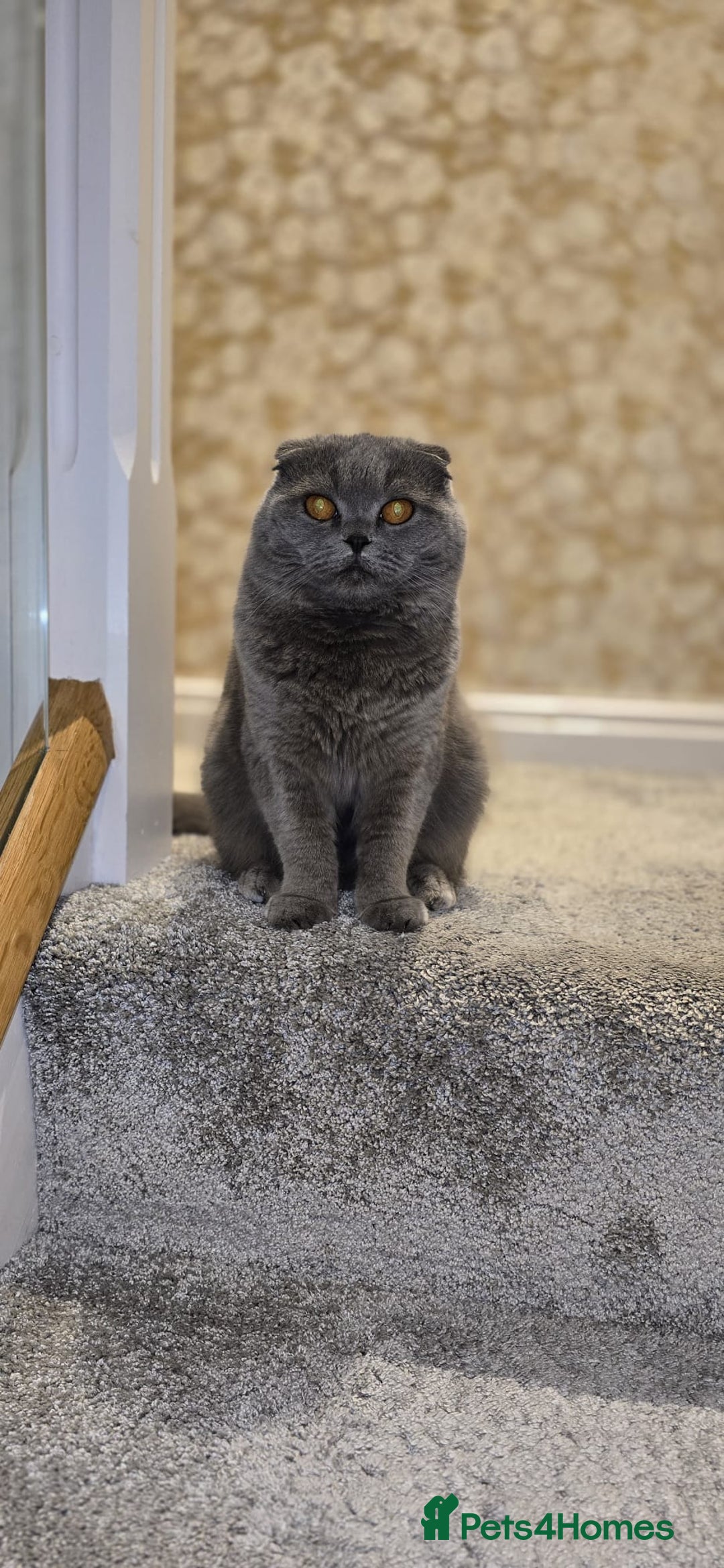 Scottish Fold cats for sale: Ell profile  - Advert 2