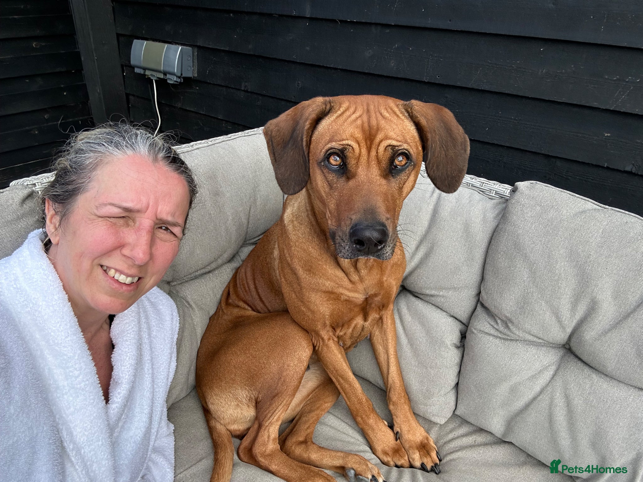 Rhodesian Ridgeback dogs for sale: Rhodesian Ridgeback puppies due 26th June 2026 in Stockbridge - Advert 10