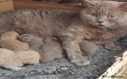 British Shorthair cats for sale:  ✨️ Joyful British Shorthair Kittens ✨️ - Image 15
