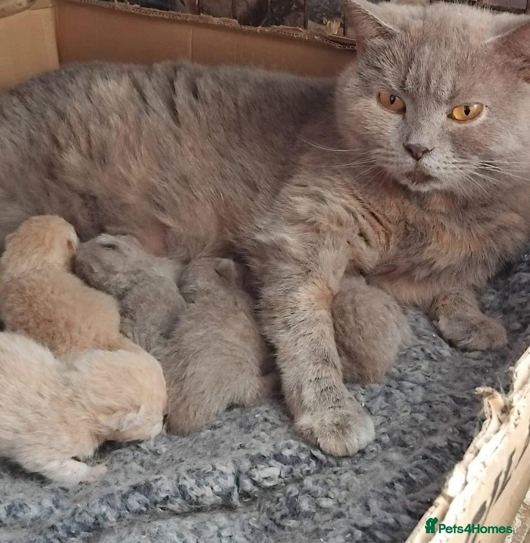 British Shorthair cats for sale:  ✨️ Joyful British Shorthair Kittens ✨️ - Image 15