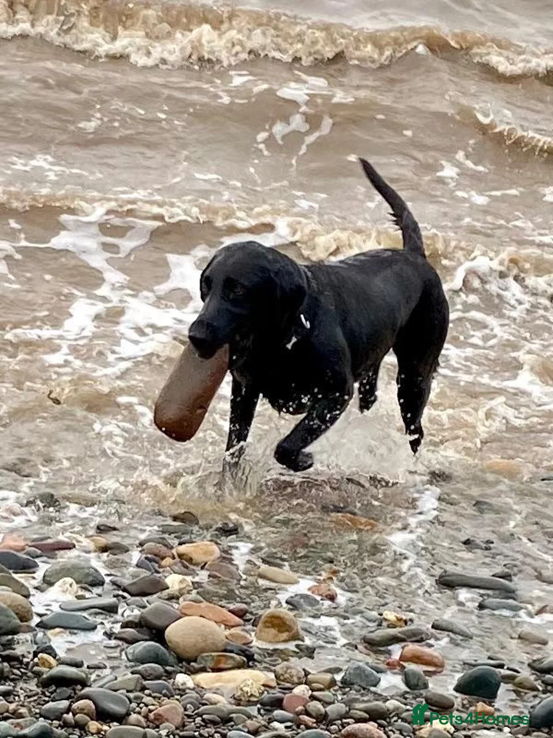 Labrador Retriever dogs for sale: Beautiful black lab puppies from strong kc lines - Advert 1