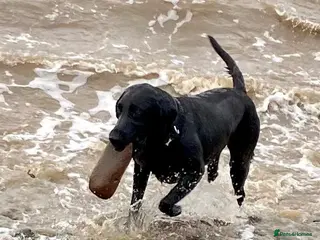 Labrador Retriever dogs Beautiful black lab puppies from strong kc lines - Advert 2