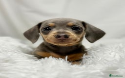 Miniature Dachshund dogs for sale: Stunning miniature dachshunds - Image 4