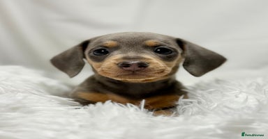 Miniature Dachshund dogs - Advert 2