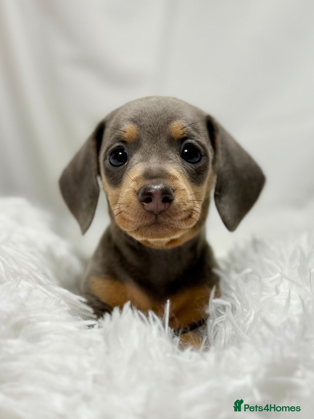 Miniature Dachshund dogs for sale: Stunning miniature dachshunds - Image 4