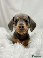 Miniature Dachshund dogs - Advert 2