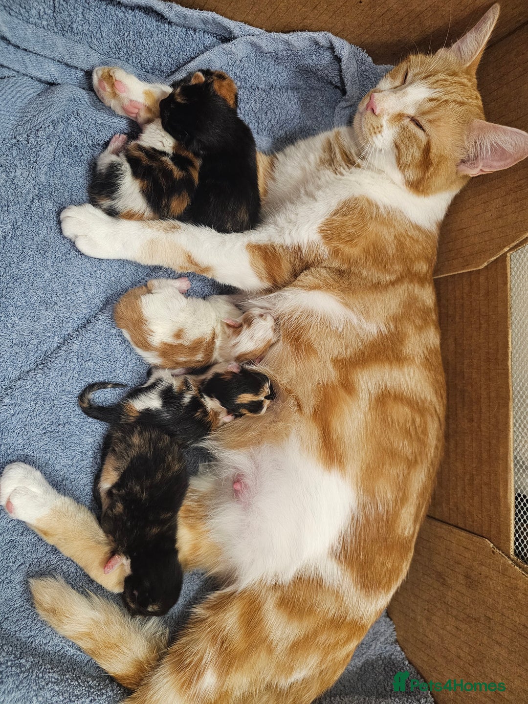 Mixed Breed cats for sale: British Long hair x kittens ONLY 4 FEMALES LEFT - Image 18