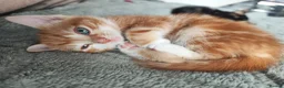British Shorthair cats for sale: Kittens  - Advert 4