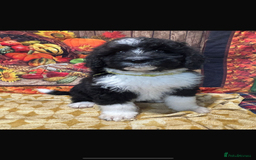 Bernedoodle dogs for sale: Bernedoodles  - Image 4