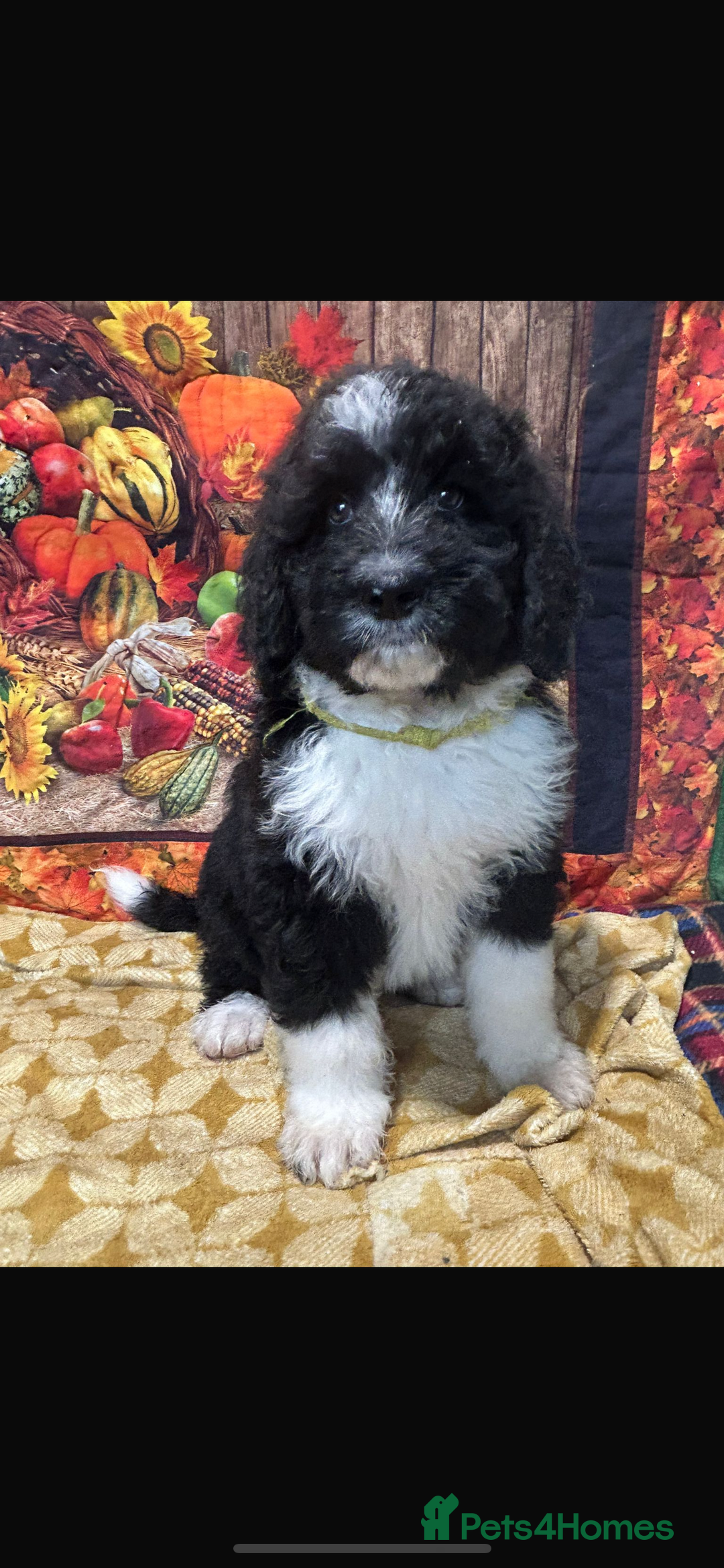 Bernedoodle dogs for sale: Bernedoodles  - Image 4