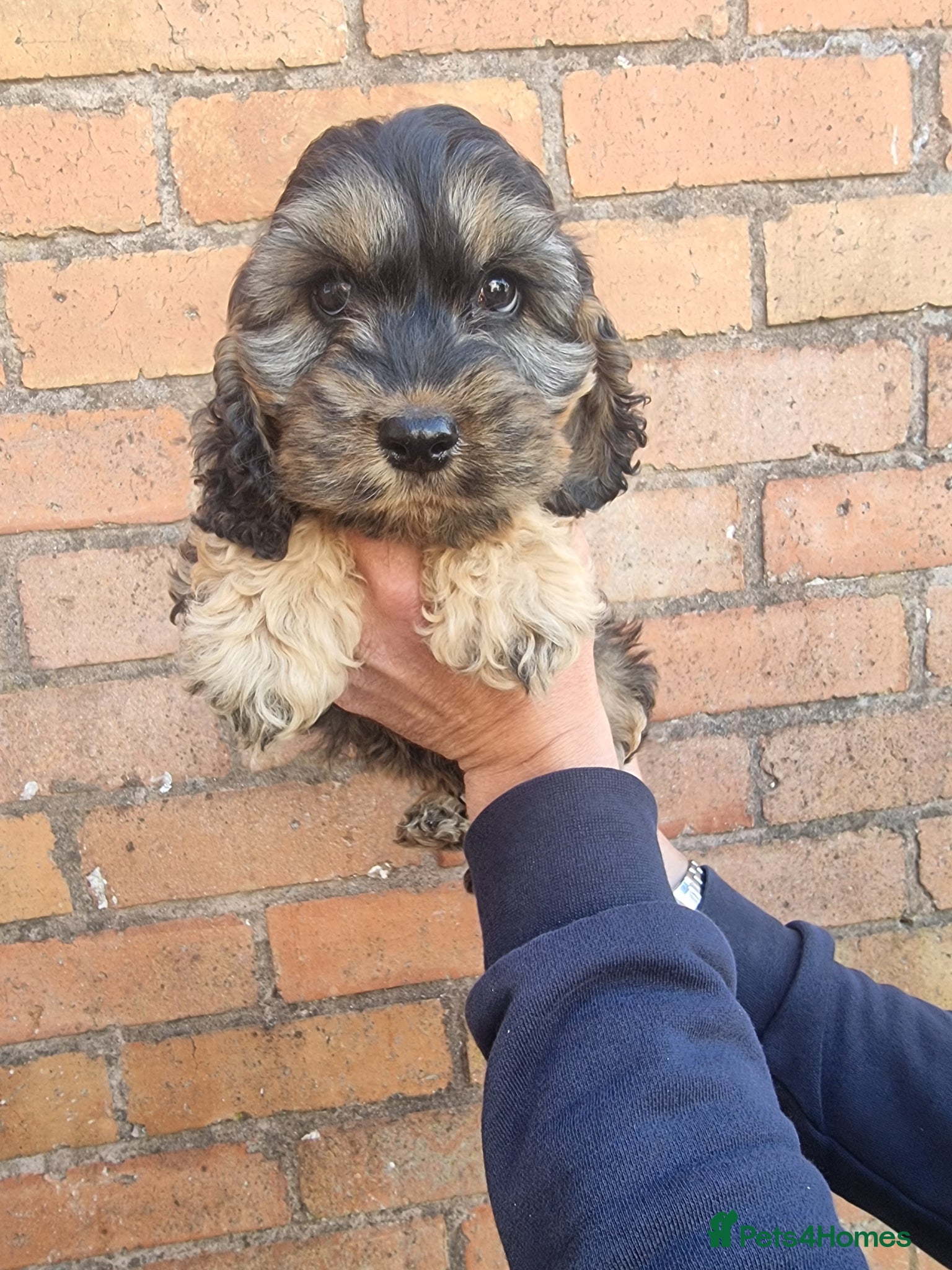 Cockapoo dogs 1 boy puppy left cockapoo ready now - Advert 2