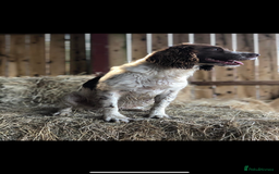 Cockapoo dogs for sale: F1 Cockapoo puppies  - Image 25