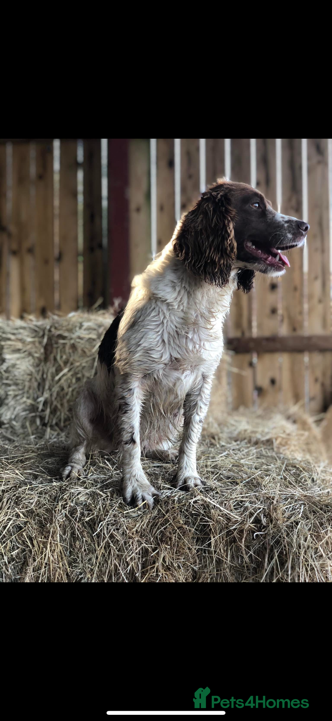 Cockapoo dogs for sale: F1 Cockapoo puppies  - Image 25