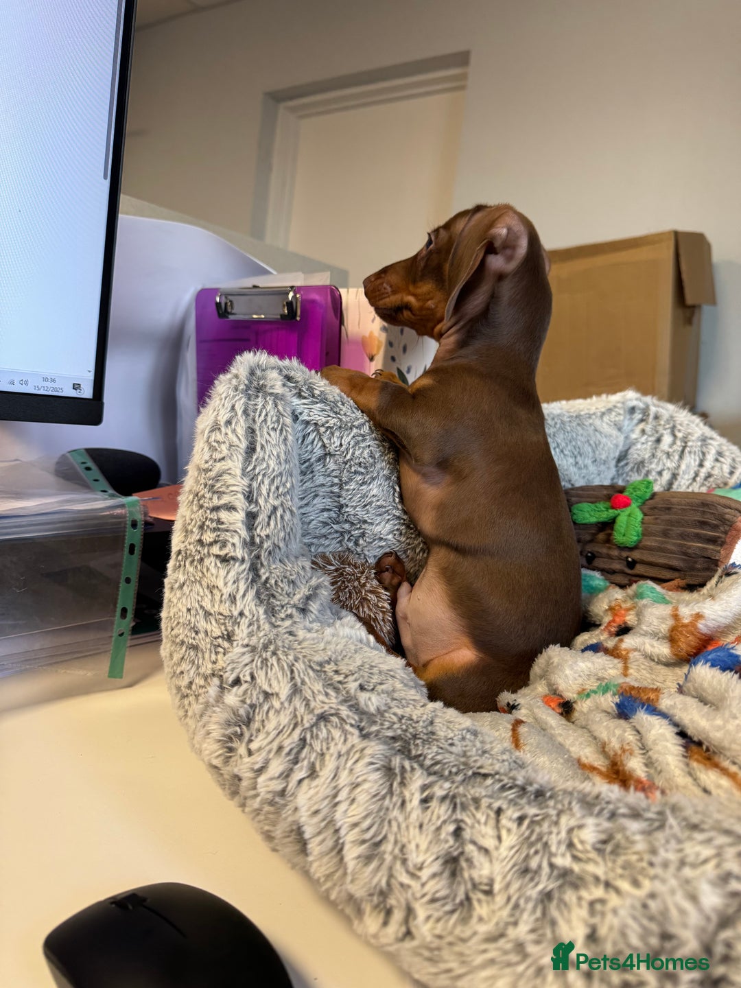 Miniature Dachshund dogs for sale: Rehome of Oliver - Advert 7