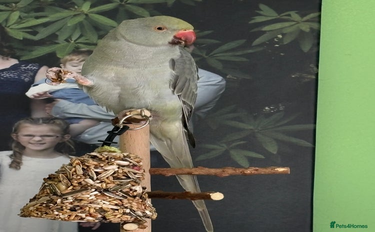 Ringnecks birds - Advert 9
