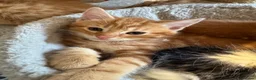 Mixed Breed cats for sale: Gorgeous Ginger & Fluffy Tabby Kittens - Advert 5