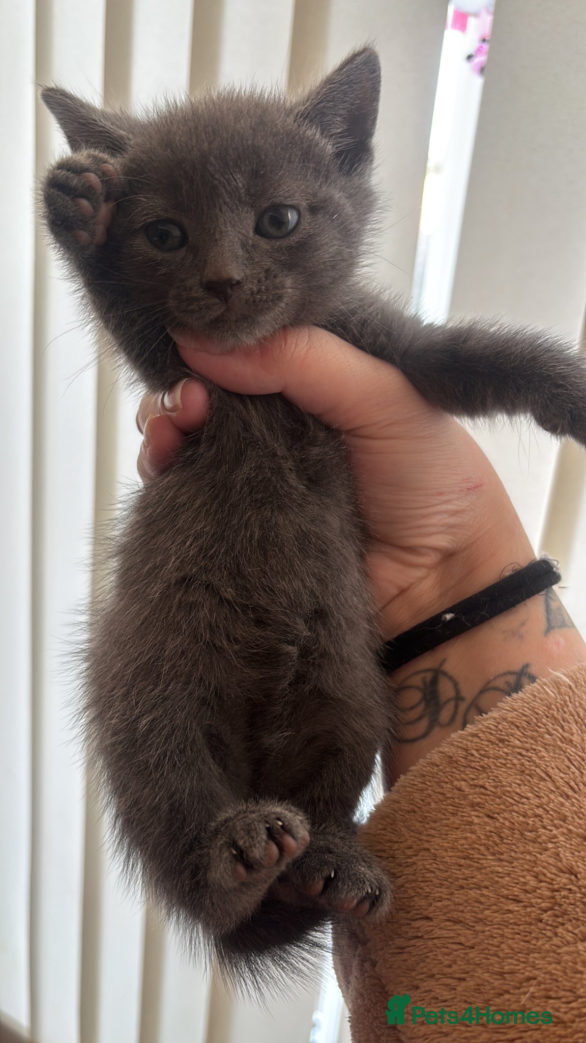 Mixed Breed cats Kittens Bognor Regis - Advert 1