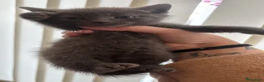 Grey [M]