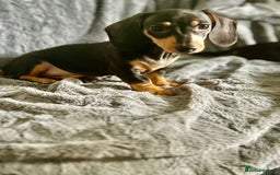 Dachshund dogs for sale: DACHSUND PUPPIES , ONE GIRL AND ONE BOY LEFT  - Image 6