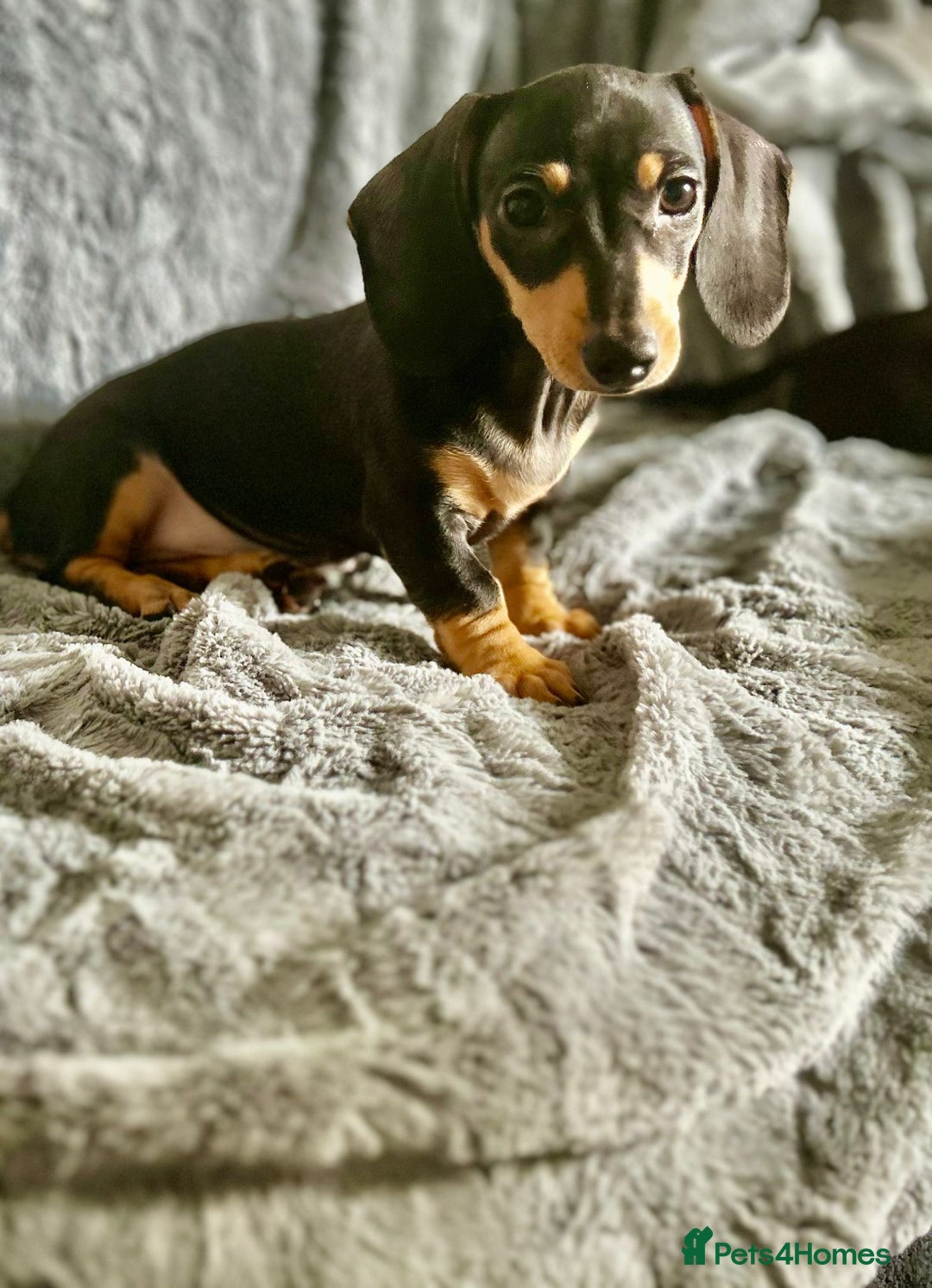 Dachshund dogs for sale: DACHSUND PUPPIES , ONE GIRL AND ONE BOY LEFT  - Image 6