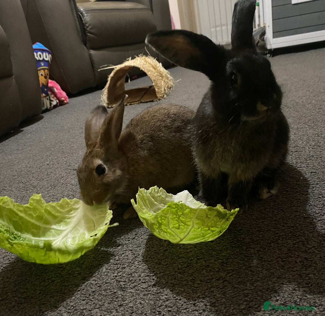 Rex rabbits for sale: 2 male rabbits for sale  - Image 3