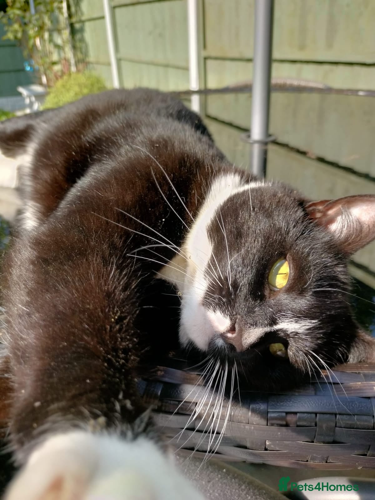 Mixed Breed cats for sale: Cleo - Black and White Cat - Advert 2