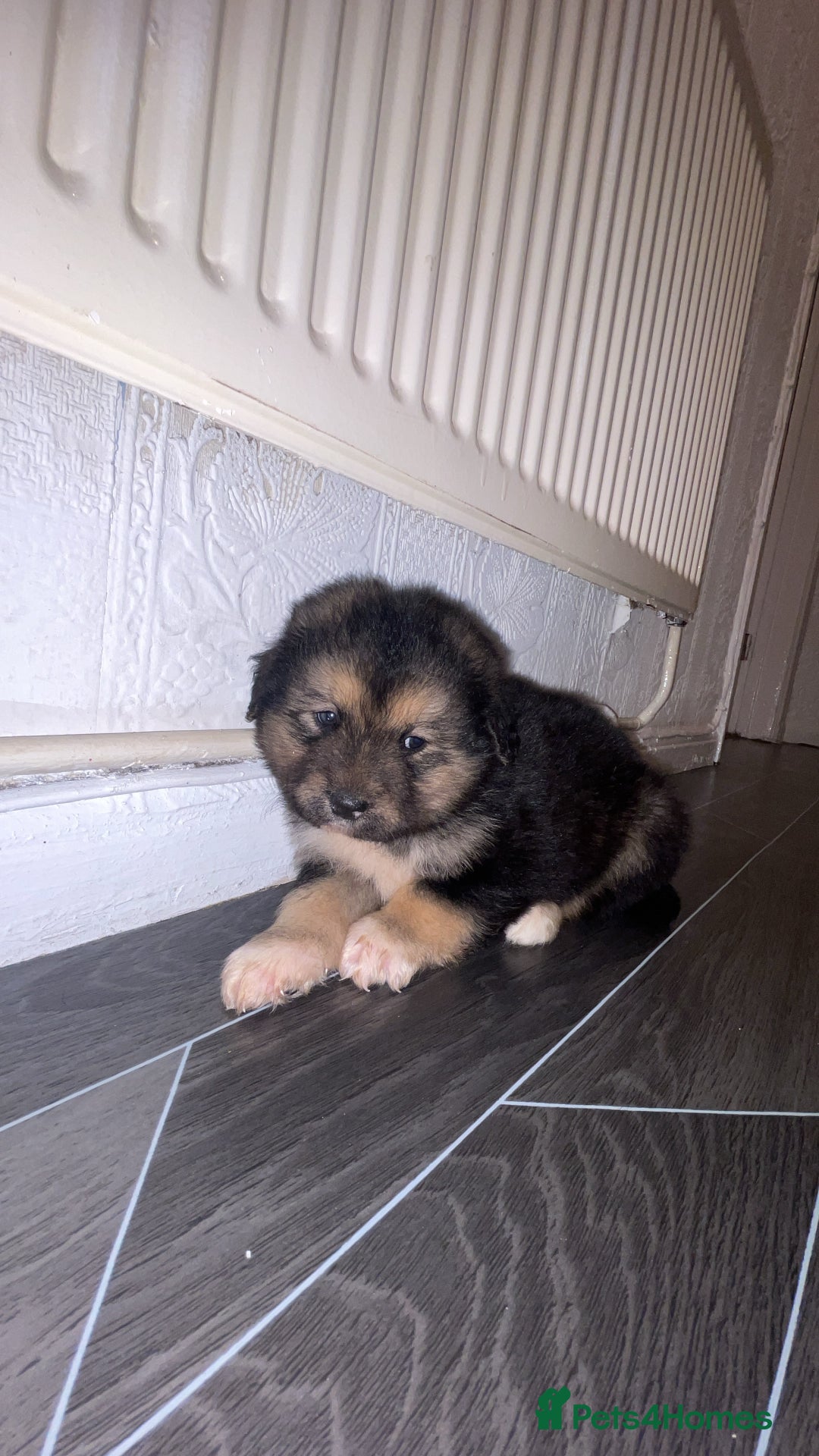 Mixed Breed dogs for sale: *only 1 male left* Malkita puppies 4 boys - Advert 8