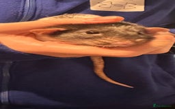 Rat rodents for sale: 2 male rats  - Advert 5