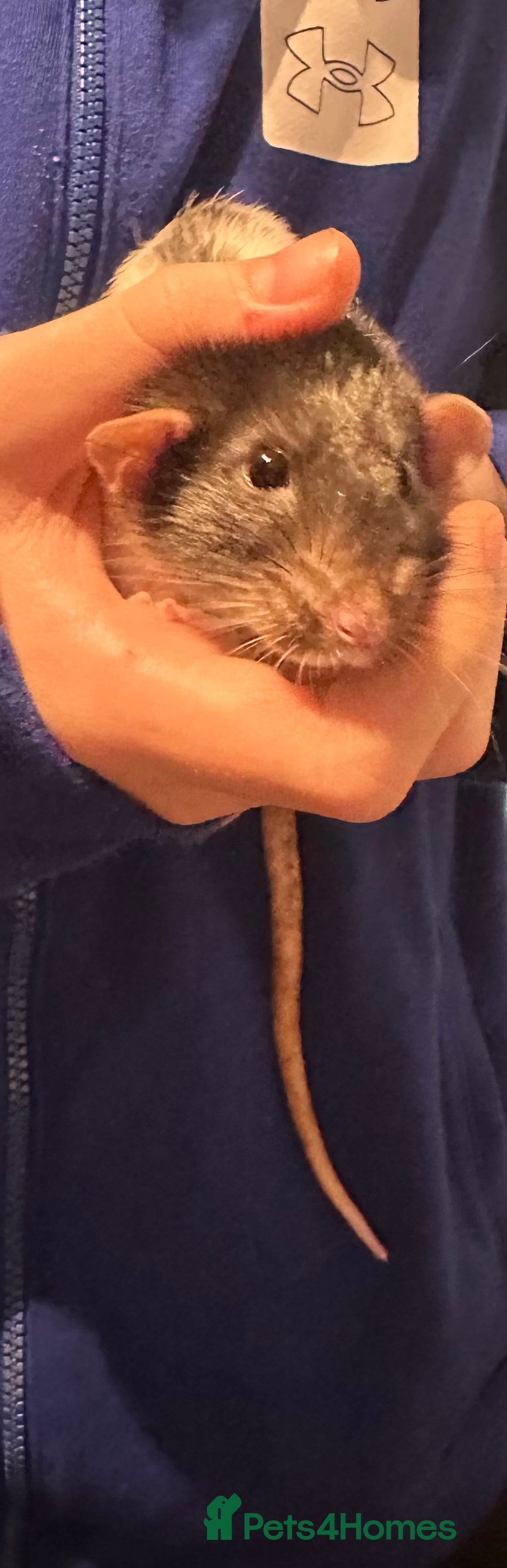 Rat rodents for sale: 2 male rats  - Advert 5