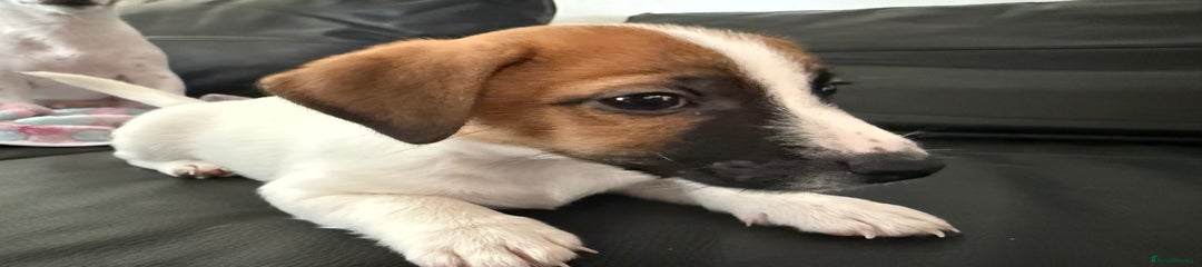 Jack Russell Puppy 1