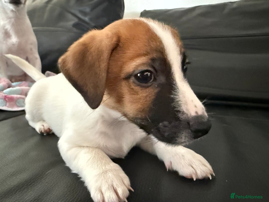 Jack Russell dogs for sale: Male puppy last left from 6 - Image 1
