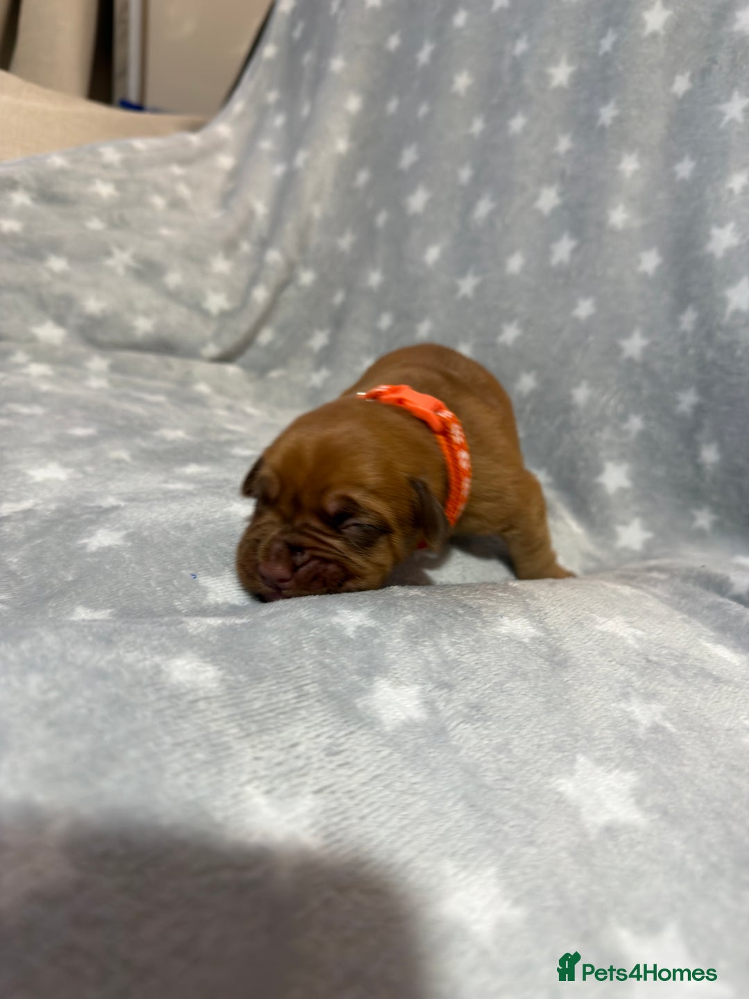 Dogue De Bordeaux dogs for sale: Beautiful Dogue De Bordeaux Puppies - Advert 23