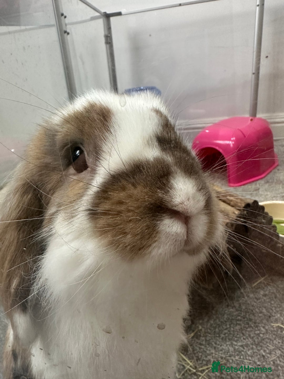 Lionhead rabbits for sale: Bonded Rabbit Pair - Advert 1