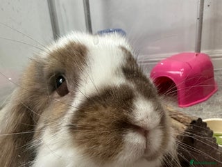 Lionhead rabbits Bonded Rabbit Pair - Advert 1