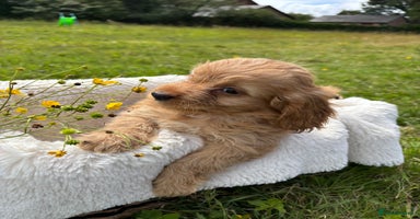 Cockapoo dogs - Advert 15